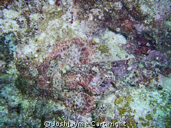 Scorpion Fish on the Sunabe Sea Wall. by Josh&jayme Cartwright 